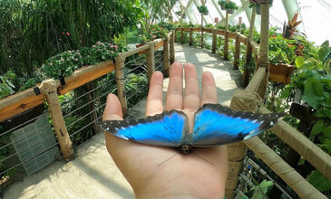 KONYA TURU ve ŞEB-İ ARUS TÖRENLERİ